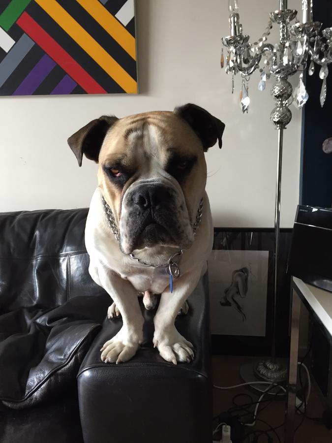 Cool Apartment, Central To Everything, Share With 2X Bulldogs Auckland Ngoại thất bức ảnh